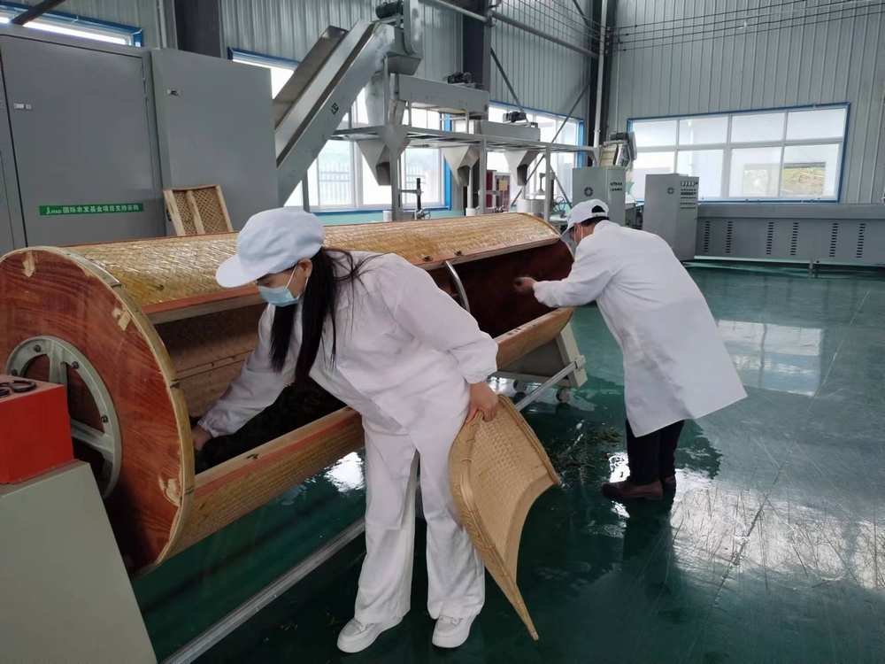 陕煤建设定点帮扶村:“天池大碗茶”促进产业发展正循环 陕煤建设定点帮扶村:“天池大碗茶”促进产业发展正循环